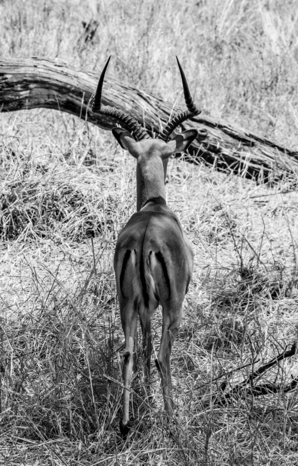 Beauty of wildlife by Camille Massida Photography, Exhibit Errance